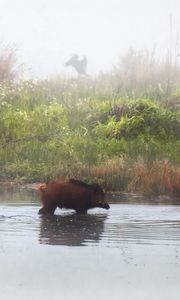 Preview wallpaper pigs, animal, river, shore, fog, three, grass