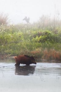 Preview wallpaper pigs, animal, river, shore, fog, three, grass