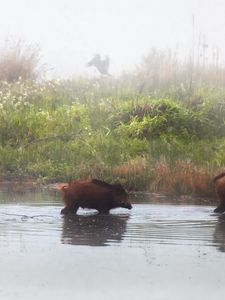 Preview wallpaper pigs, animal, river, shore, fog, three, grass