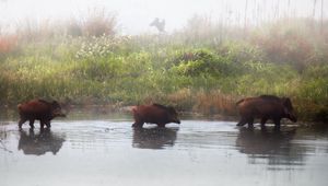 Preview wallpaper pigs, animal, river, shore, fog, three, grass