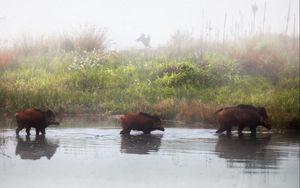 Preview wallpaper pigs, animal, river, shore, fog, three, grass