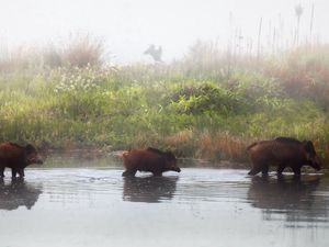 Preview wallpaper pigs, animal, river, shore, fog, three, grass