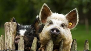 Preview wallpaper pigs, couple, fence