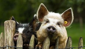 Preview wallpaper pigs, couple, fence