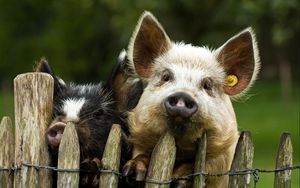 Preview wallpaper pigs, couple, fence