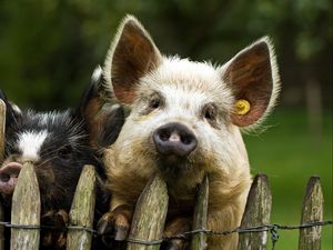 Preview wallpaper pigs, couple, fence