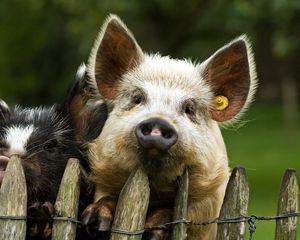 Preview wallpaper pigs, couple, fence