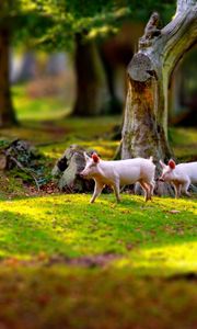 Preview wallpaper pigs, field, grass, trees, walk