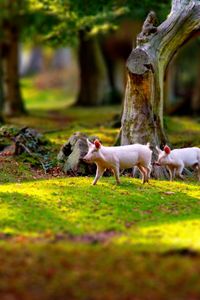 Preview wallpaper pigs, field, grass, trees, walk