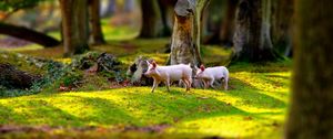 Preview wallpaper pigs, field, grass, trees, walk