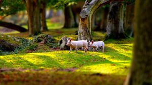 Preview wallpaper pigs, field, grass, trees, walk