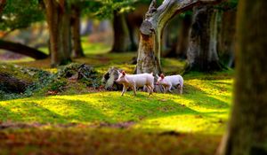 Preview wallpaper pigs, field, grass, trees, walk