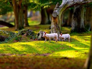 Preview wallpaper pigs, field, grass, trees, walk