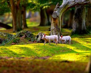 Preview wallpaper pigs, field, grass, trees, walk