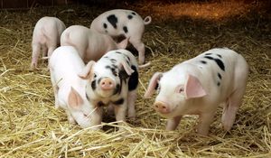 Preview wallpaper pigs, hay, small, babies