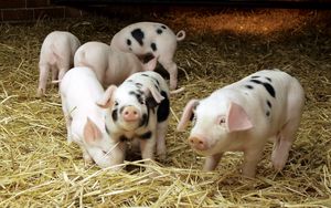 Preview wallpaper pigs, hay, small, babies