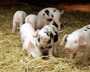 Preview wallpaper pigs, hay, small, babies