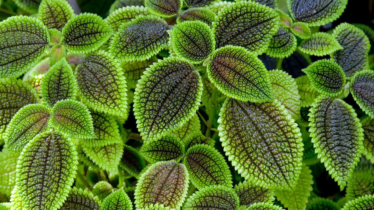 Wallpaper pilea, leaves, green, macro