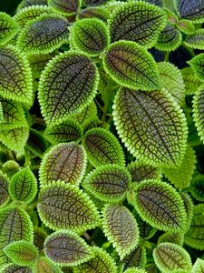 Preview wallpaper pilea, leaves, green, macro