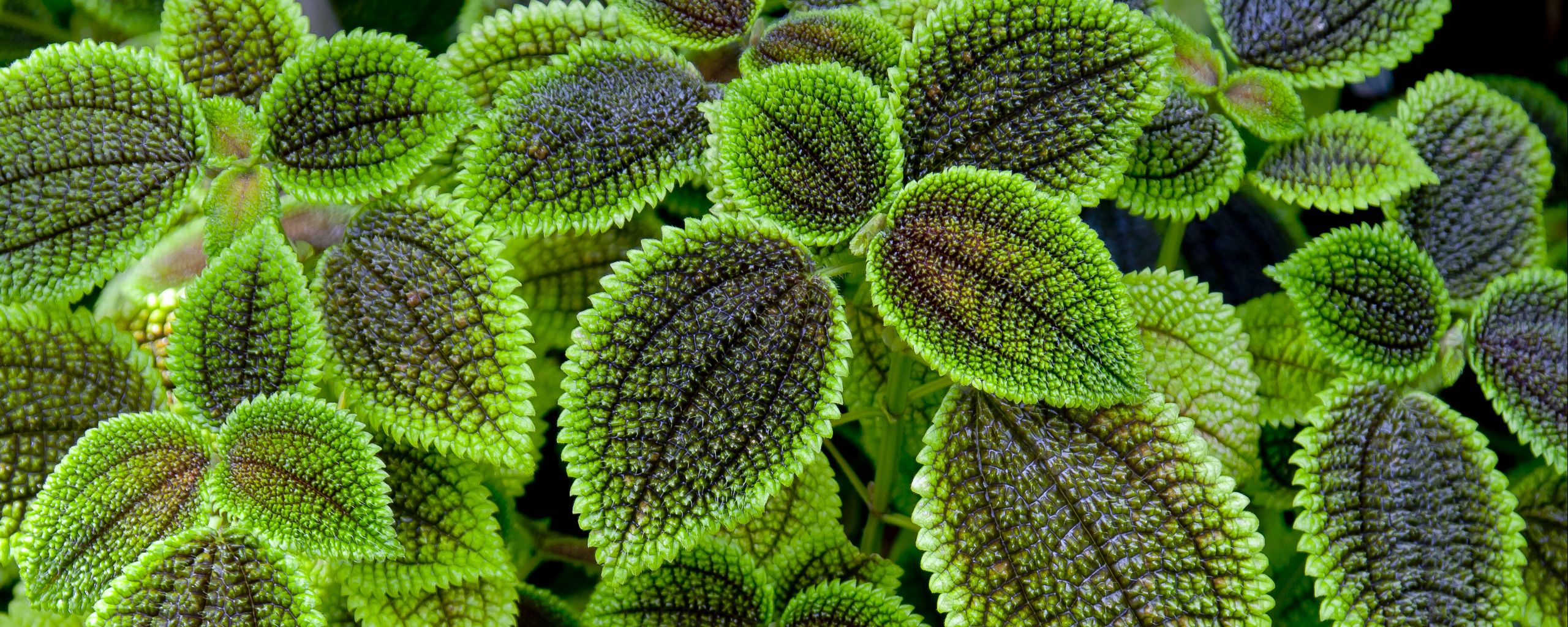 Download wallpaper 2560x1024 pilea, leaves, green, macro ultrawide