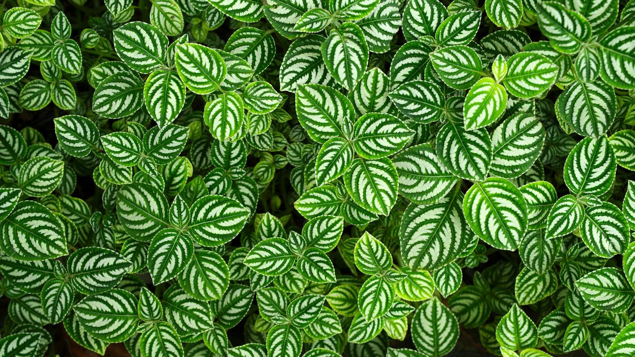Wallpaper pilea, leaves, plant, macro