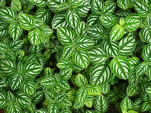 Preview wallpaper pilea, leaves, plant, macro