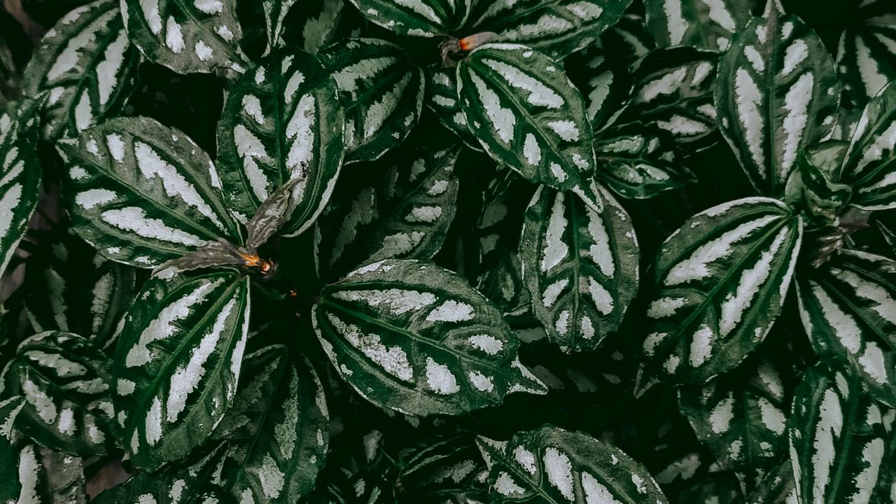 Wallpaper pilea, plant, leaves, macro, green