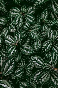 Preview wallpaper pilea, plant, leaves, macro, green