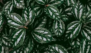 Preview wallpaper pilea, plant, leaves, macro, green