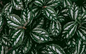 Preview wallpaper pilea, plant, leaves, macro, green