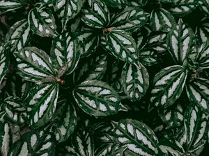 Preview wallpaper pilea, plant, leaves, macro, green
