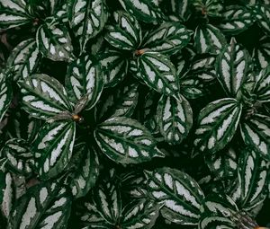 Preview wallpaper pilea, plant, leaves, macro, green