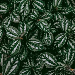 Preview wallpaper pilea, plant, leaves, macro, green