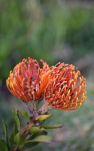 Preview wallpaper pincushion protea, flower, plant, leaves, macro