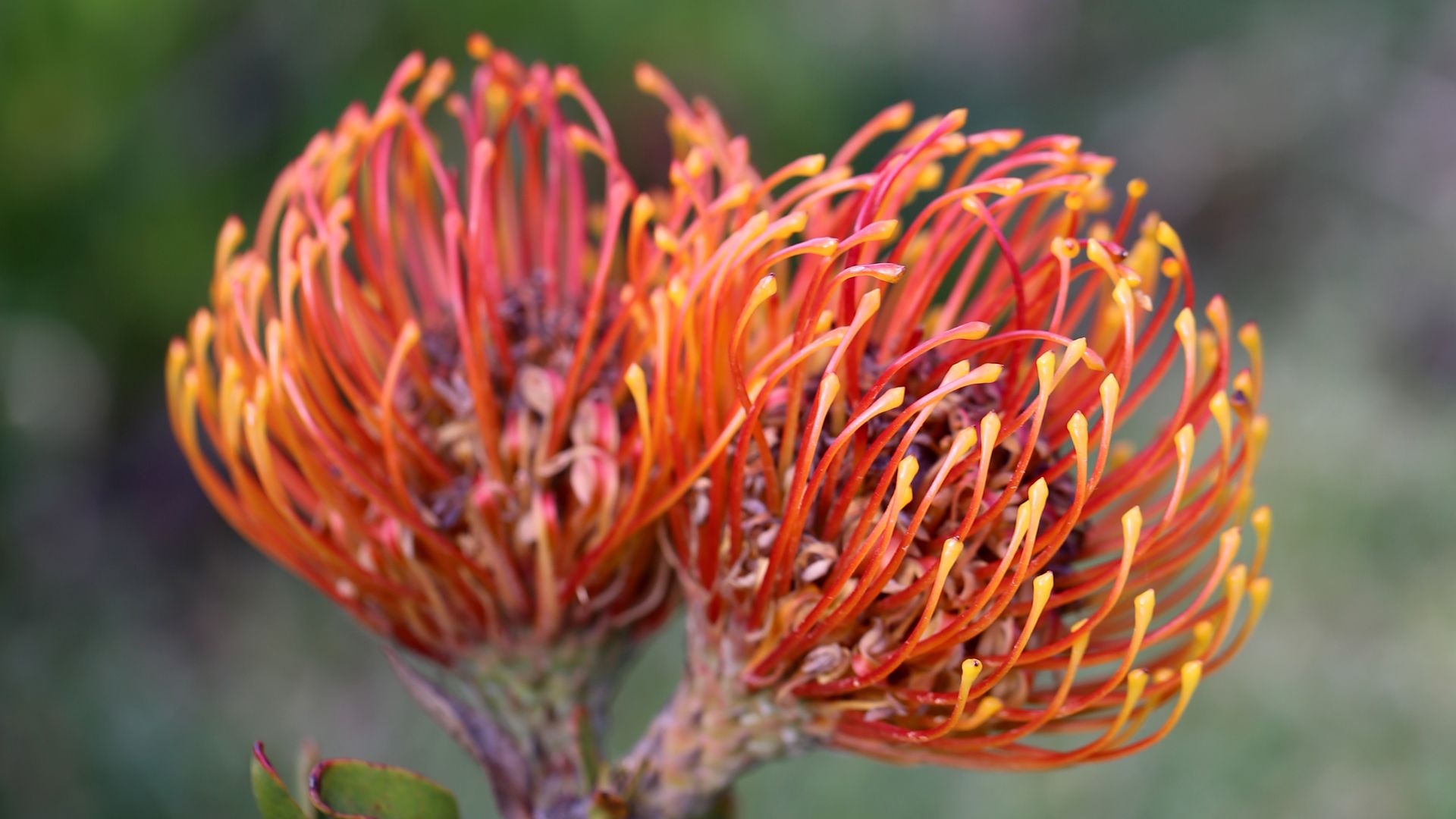 Download wallpaper 1920x1080 pincushion protea, flower, plant, leaves