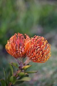 Preview wallpaper pincushion protea, flower, plant, leaves, macro