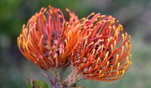 Preview wallpaper pincushion protea, flower, plant, leaves, macro