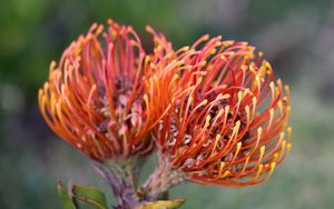 Preview wallpaper pincushion protea, flower, plant, leaves, macro