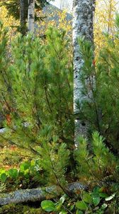 Preview wallpaper pine, birch, trees, trunks, stone, block