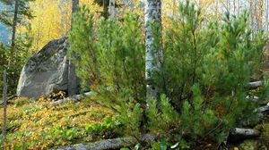 Preview wallpaper pine, birch, trees, trunks, stone, block