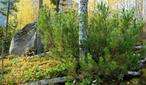 Preview wallpaper pine, birch, trees, trunks, stone, block