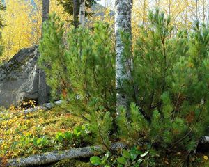 Preview wallpaper pine, birch, trees, trunks, stone, block