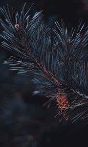 Preview wallpaper pine, branch, cone, needles, macro