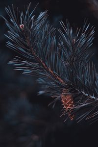 Preview wallpaper pine, branch, cone, needles, macro