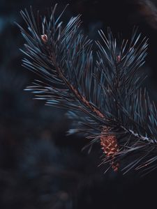 Preview wallpaper pine, branch, cone, needles, macro