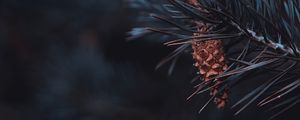 Preview wallpaper pine, branch, cone, needles, macro