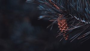 Preview wallpaper pine, branch, cone, needles, macro