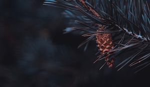 Preview wallpaper pine, branch, cone, needles, macro