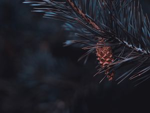 Preview wallpaper pine, branch, cone, needles, macro