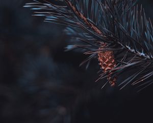 Preview wallpaper pine, branch, cone, needles, macro